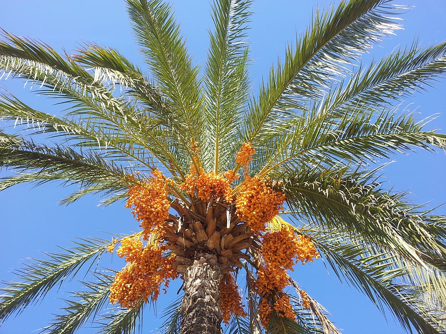 date palm// cpnursery.in