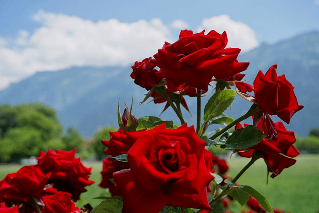 rose cpnursery.in