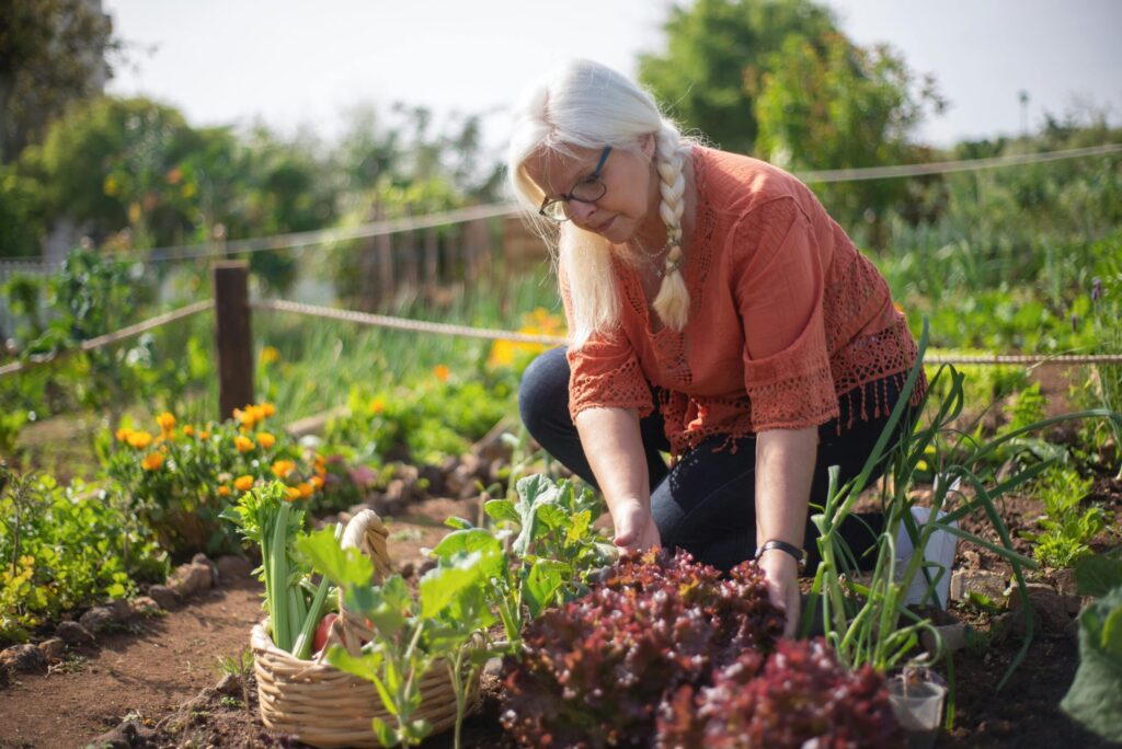 kitchen garden vegetable garden home garden cpnursery.in